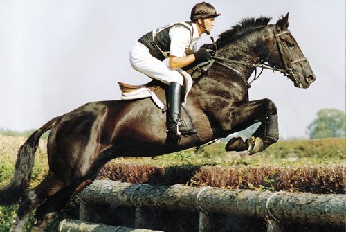 Jumbo - Eventing Stallion